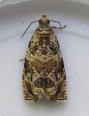 Olethreutes olivaceana