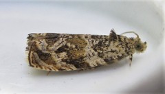 Olethreutes olivaceana