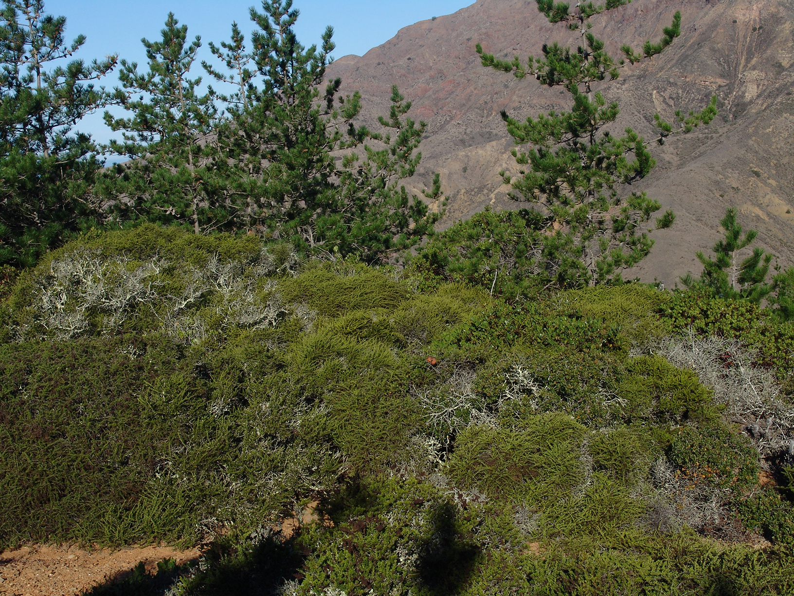 Adenostoma fasciculatum var. prostratum