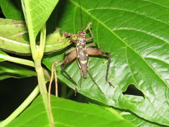 Cardiodactylus muria