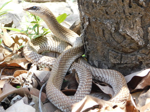 Photo of a Rufous Beaked Snake (Rhamphiophis rostratus)