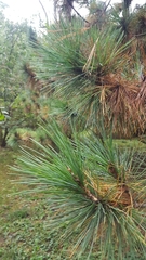 Pinus peuce