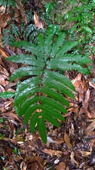 Pteris setulosocostulata