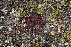 Drosera rosulata