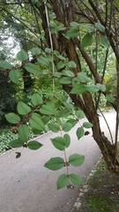 Lonicera ferdinandi