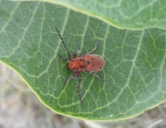Tetraopes