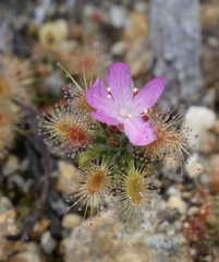 Drosera lasiantha
