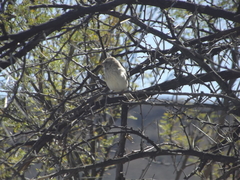 Crithagra atrogularis