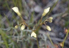 Drosera sulphurea