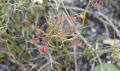 Drosera sulphurea