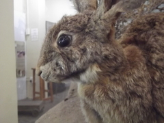 Bunolagus monticularis