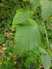 Acer capillipes