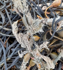 Vertebrata lanosa