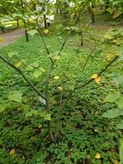 Acer capillipes