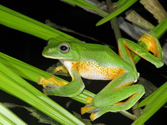 Reinwardt's Tree Frog photo 2