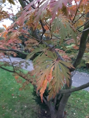 Acer japonicum