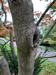 Acer japonicum
