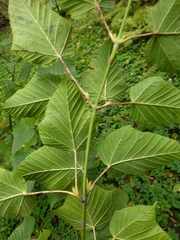 Acer capillipes