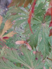Acer japonicum