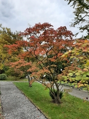 Acer japonicum