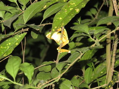 Rhacophorus reinwardtii