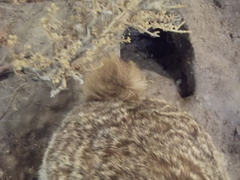 Bunolagus monticularis