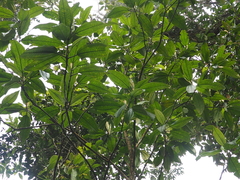 Astronia spectabilis
