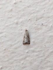 Euchromius cambridgei