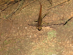 Sphenomorphus puncticentralis