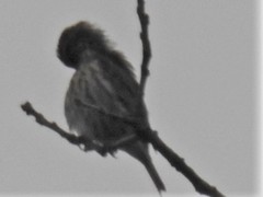 Haemorhous purpureus