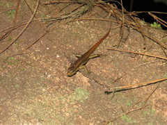 Sphenomorphus puncticentralis