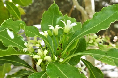 Pittosporum image