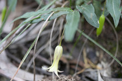 Billardiera mutabilis
