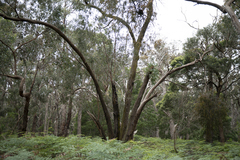 Eucalyptus radiata radiata