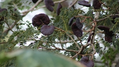Enterolobium