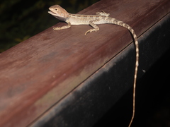 Diporiphora jugularis