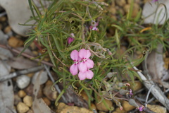 Stylidium scandens