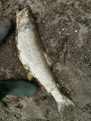 Salmo marmoratus