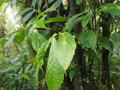 Elatostema