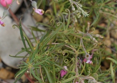 Stylidium scandens