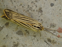 Spiris striata
