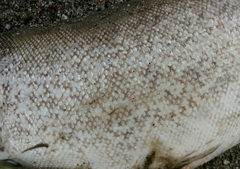 Salmo marmoratus