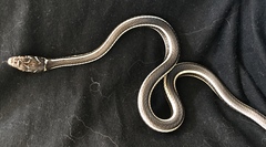 Masticophis taeniatus girardi