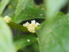 Elatostema