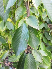 Carpinus betulus