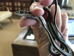Masticophis taeniatus girardi