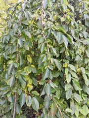 Carpinus betulus