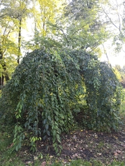 Carpinus betulus