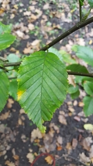Betula medwediewii