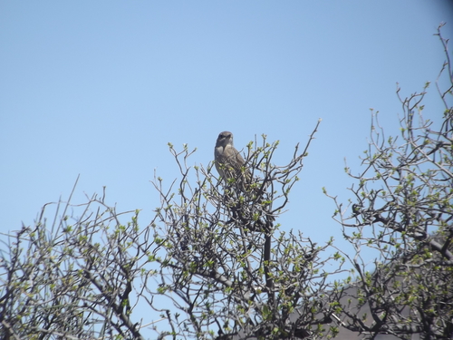 Chat Flycatcher (Agricola infuscatus), photo 7